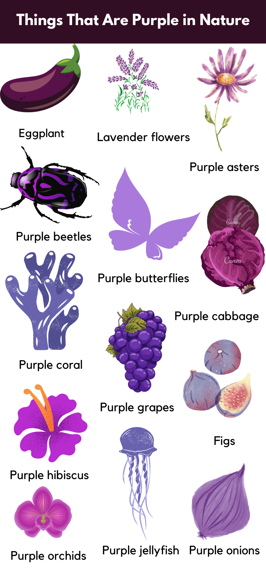 Things That Are Purple  Naturally Purple Things - GrammarVocab